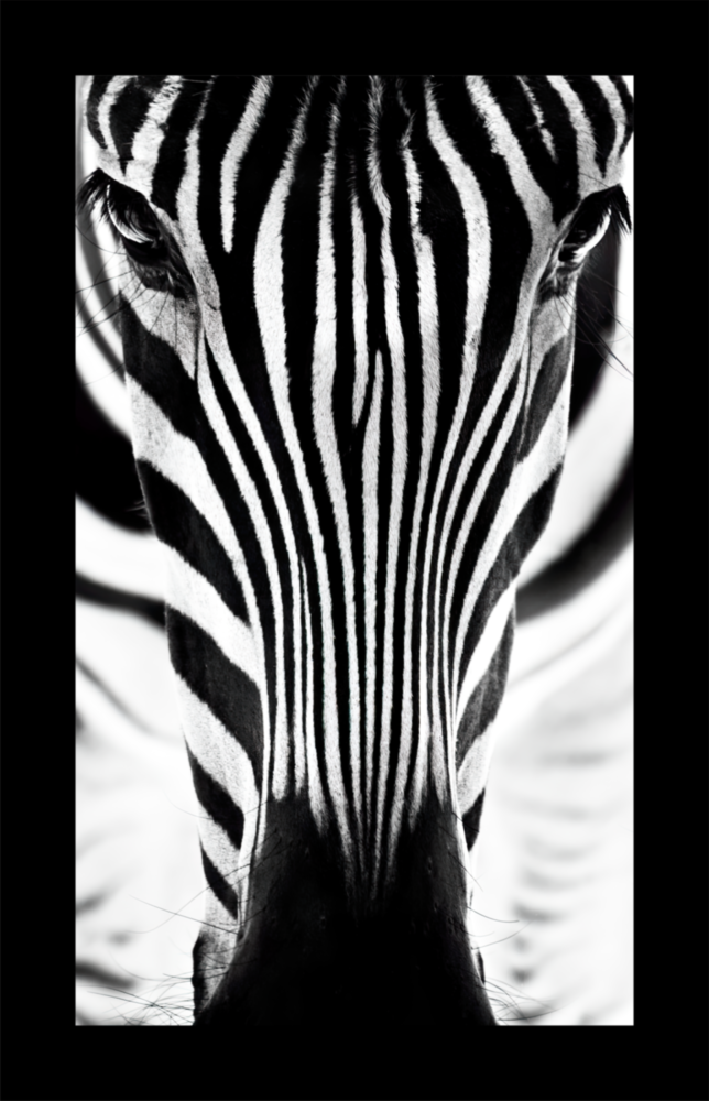 Zebra Glass Wall Art