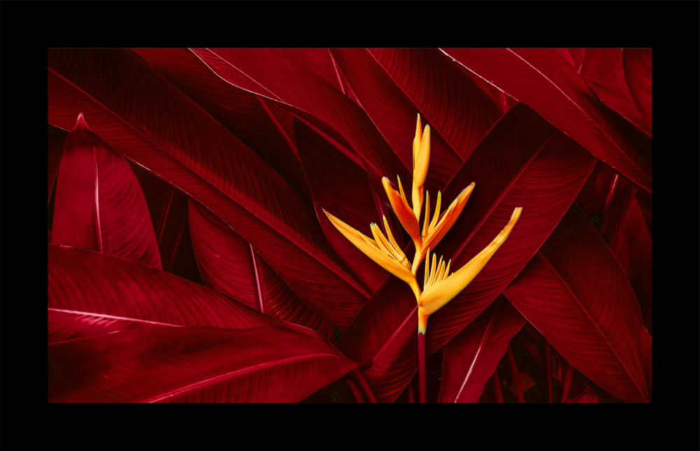 Red Leaves Glass Wall Art