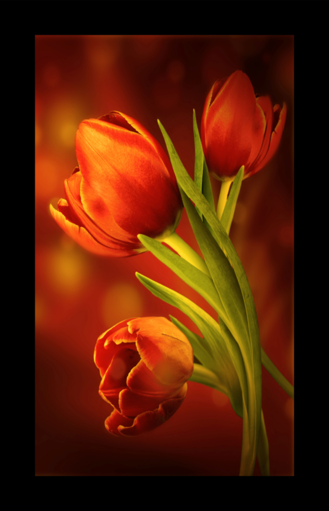 Tulip Glass Wall Art