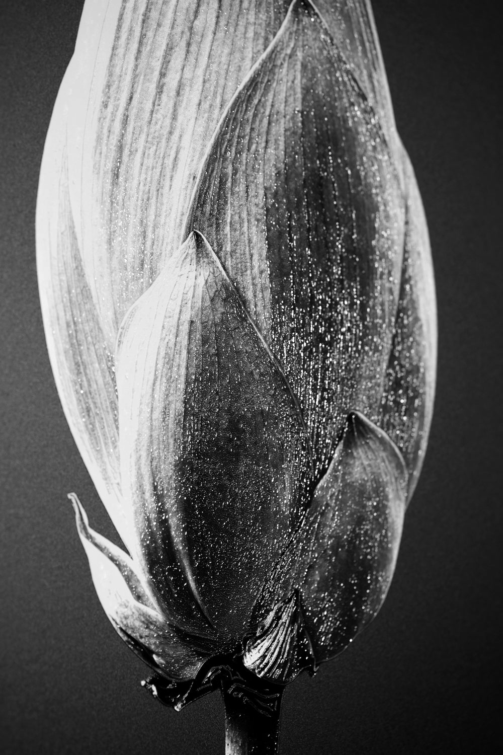Noir Bloom Radiance — Haptic 3D Embossed + High-Gloss Lacquer Print