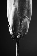 Noir Bloom Radiance — Haptic 3D Embossed + High-Gloss Lacquer Print