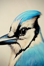 Sapphire Songbird — Haptic 3D Embossed + High-Gloss Lacquer Print