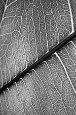 Silver Veins — Haptic 3D Embossed + Gloss Lacquer Print