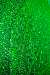 Verdant Lattice — Haptic 3D Embossed + High-Gloss Lacquer Print