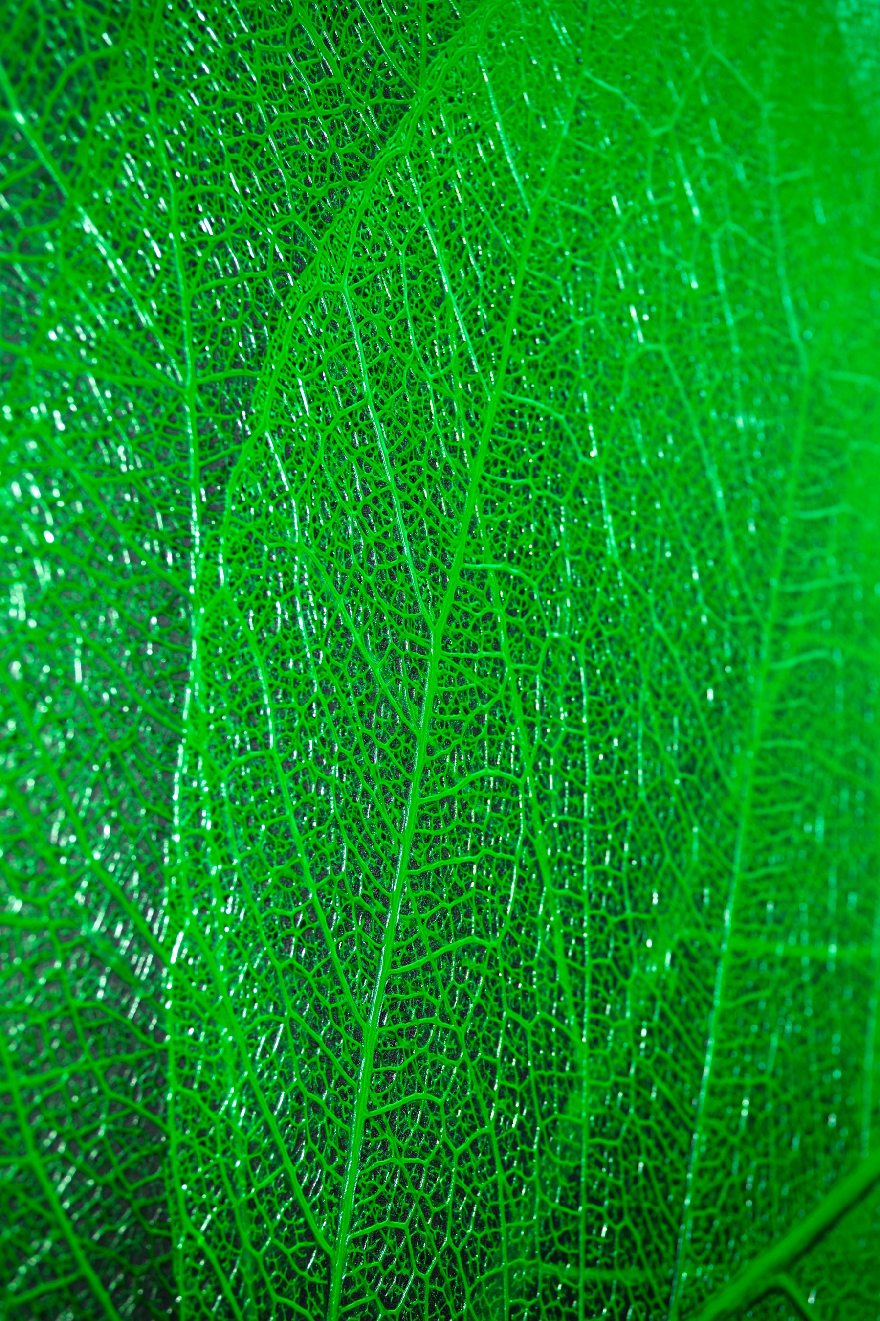 Verdant Lattice — Haptic 3D Embossed + High-Gloss Lacquer Print