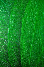 Verdant Lattice — Haptic 3D Embossed + High-Gloss Lacquer Print