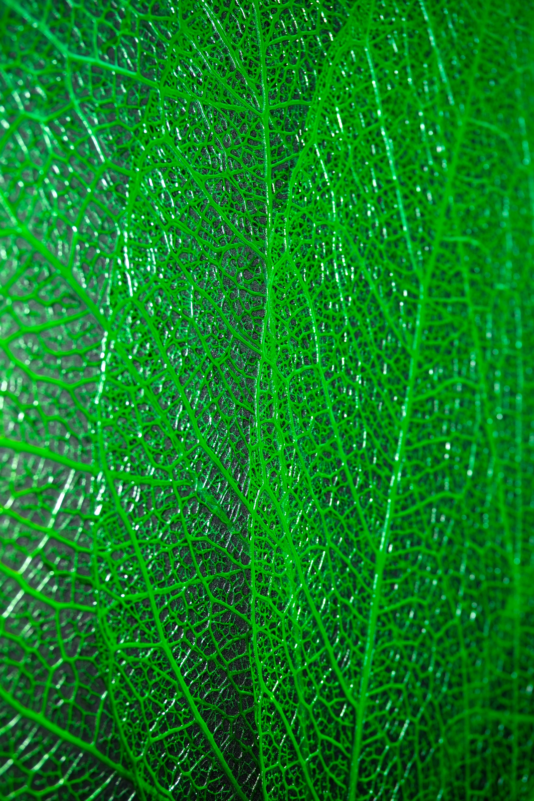 Verdant Lattice — Haptic 3D Embossed + High-Gloss Lacquer Print