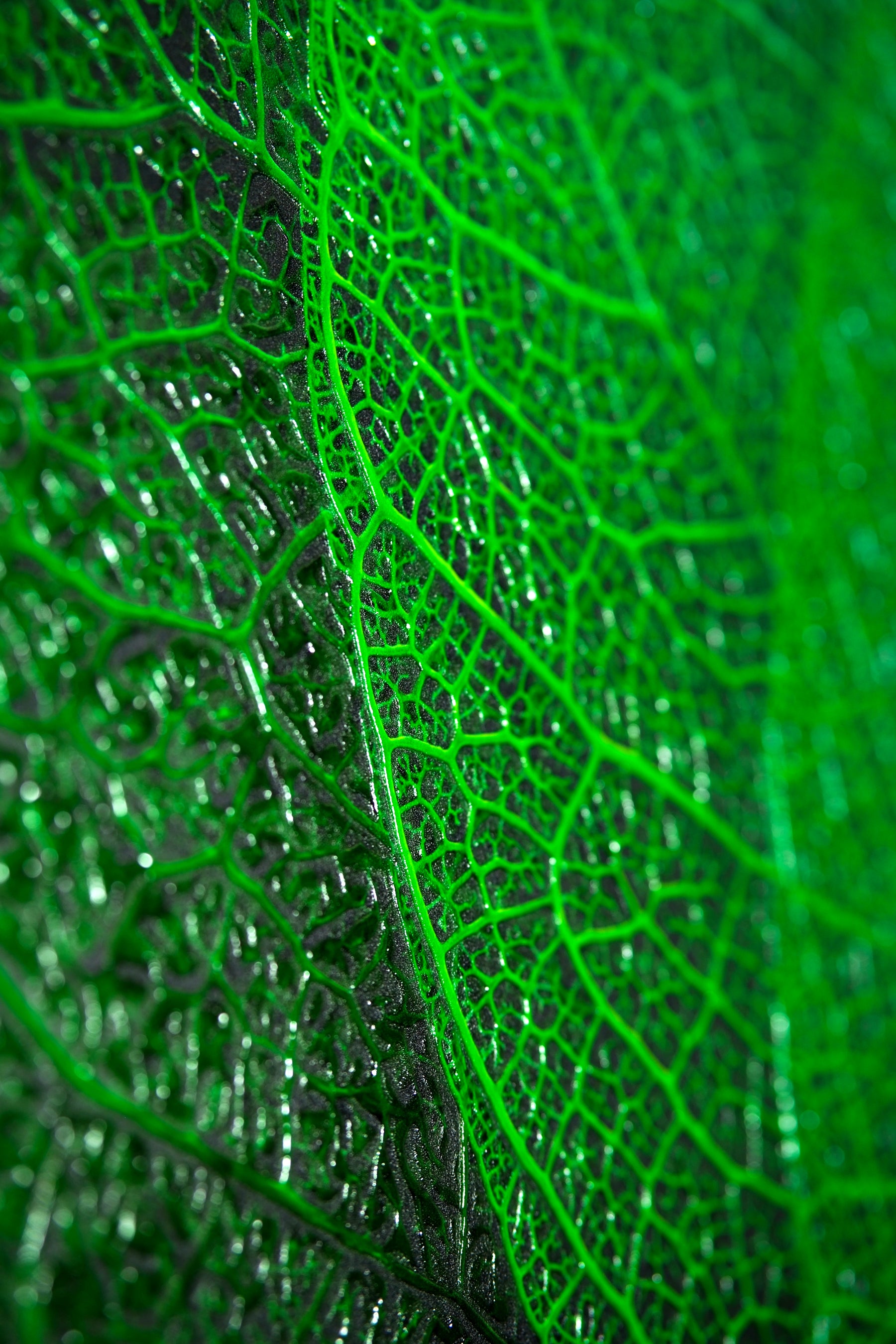 Verdant Lattice — Haptic 3D Embossed + High-Gloss Lacquer Print