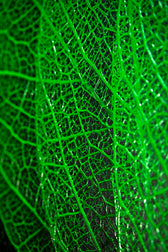 Verdant Lattice — Haptic 3D Embossed + High-Gloss Lacquer Print