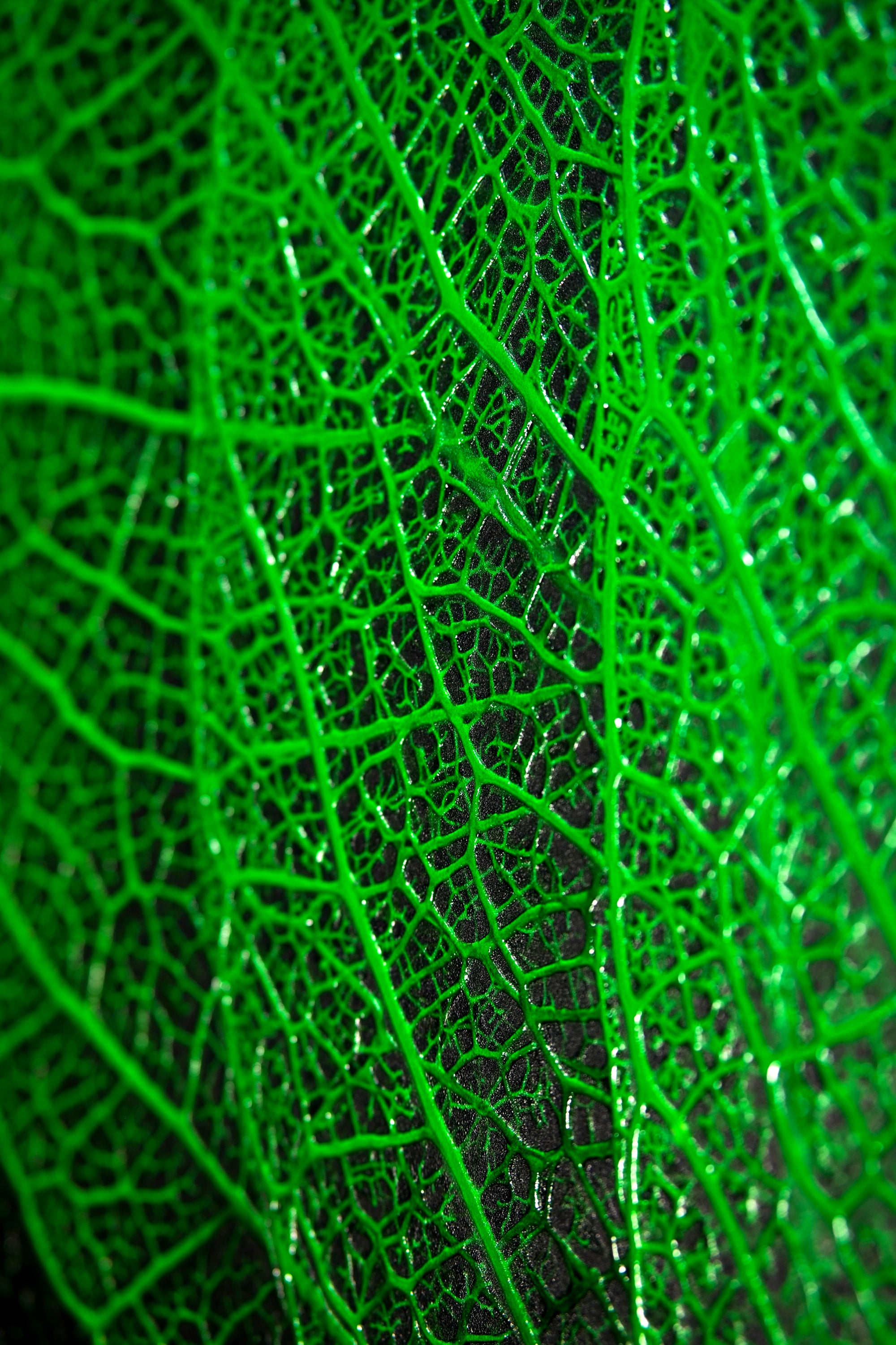 Verdant Lattice — Haptic 3D Embossed + High-Gloss Lacquer Print