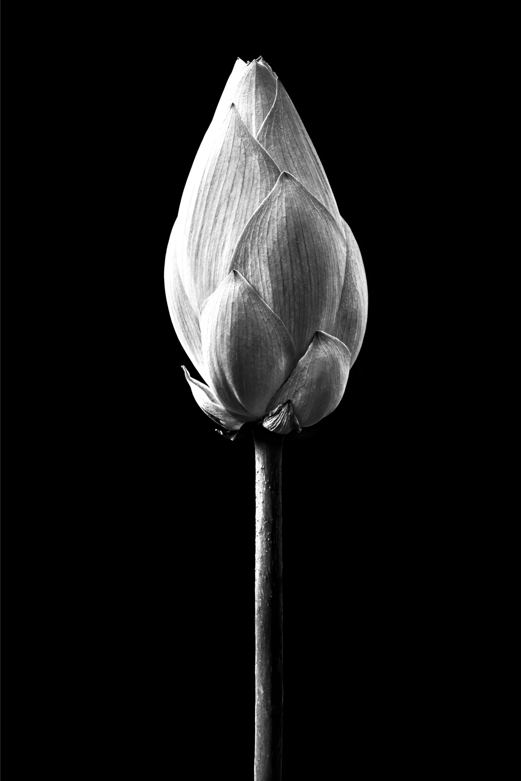 Noir Bloom Radiance — Haptic 3D Embossed + High-Gloss Lacquer Print