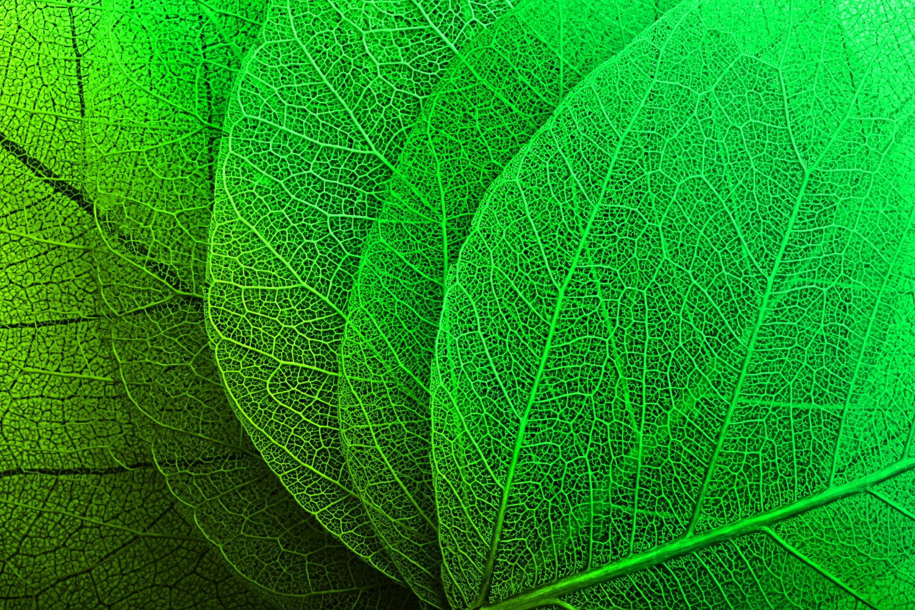 Verdant Lattice — Haptic 3D Embossed + High-Gloss Lacquer Print