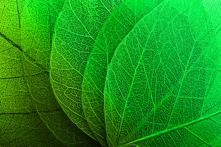 Verdant Lattice — Haptic 3D Embossed + High-Gloss Lacquer Print