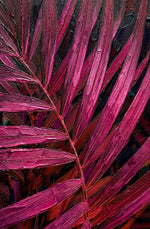 Magenta Midnight Frond — Un battito scolpito di velluto tropicale