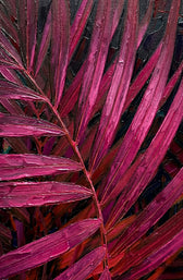 Magenta Midnight Frond — Un battito scolpito di velluto tropicale