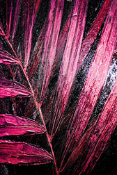 Magenta Midnight Frond — Un battito scolpito di velluto tropicale