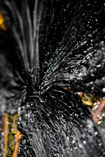 Noir Lilies & Gilded Shadows — 3D Haptic Embossed High-Gloss Luxury Wall Art