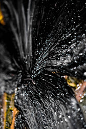Noir Lilies & Gilded Shadows — 3D Haptic Embossed High-Gloss Luxury Wall Art