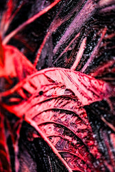 Crimson Velvet Lilies — 3D Haptic Embossed High-Gloss Luxury Wall Art