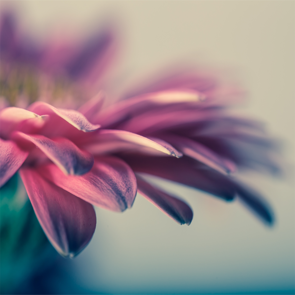 Flower Glass Wall Art