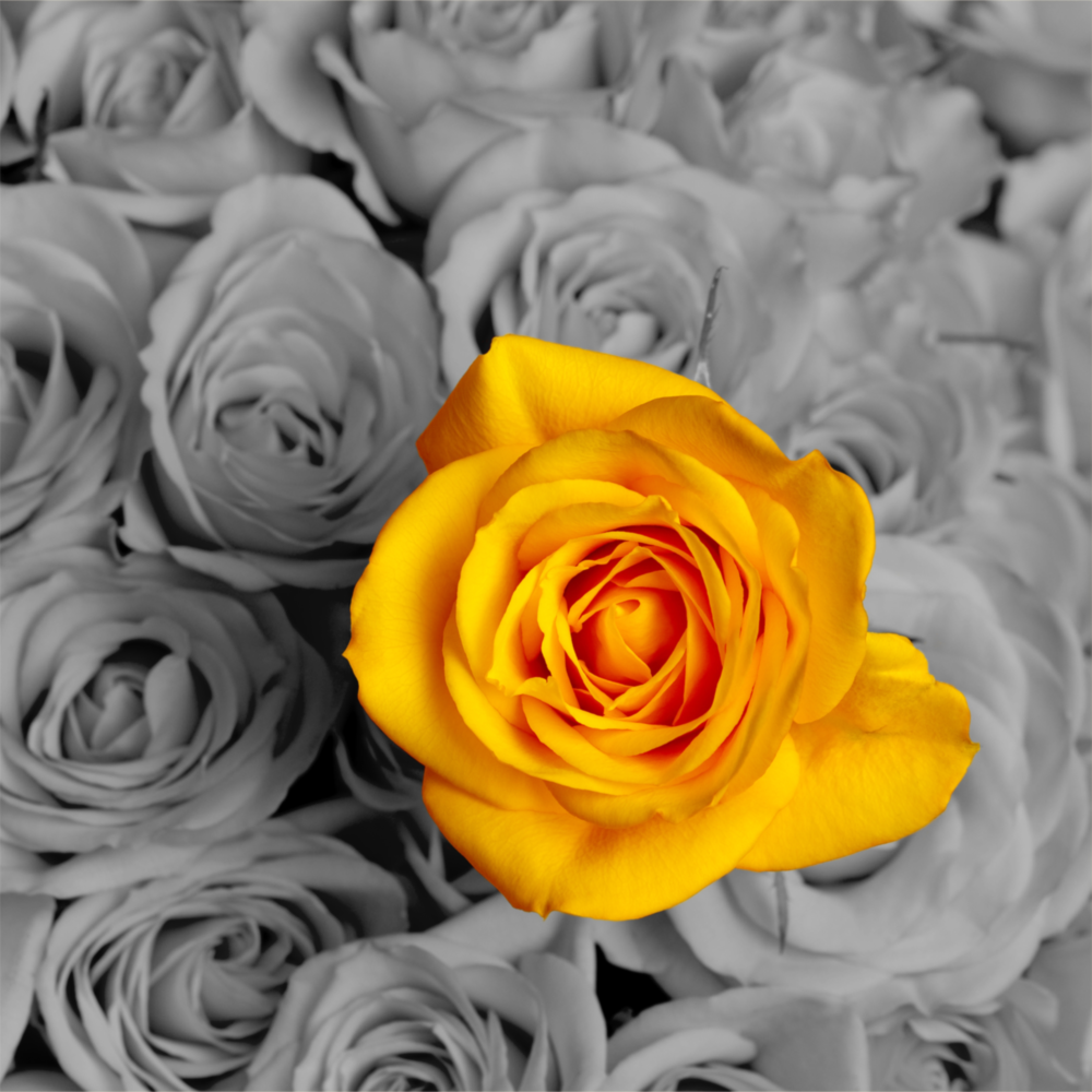 Yellow Rose Glass Wall Art