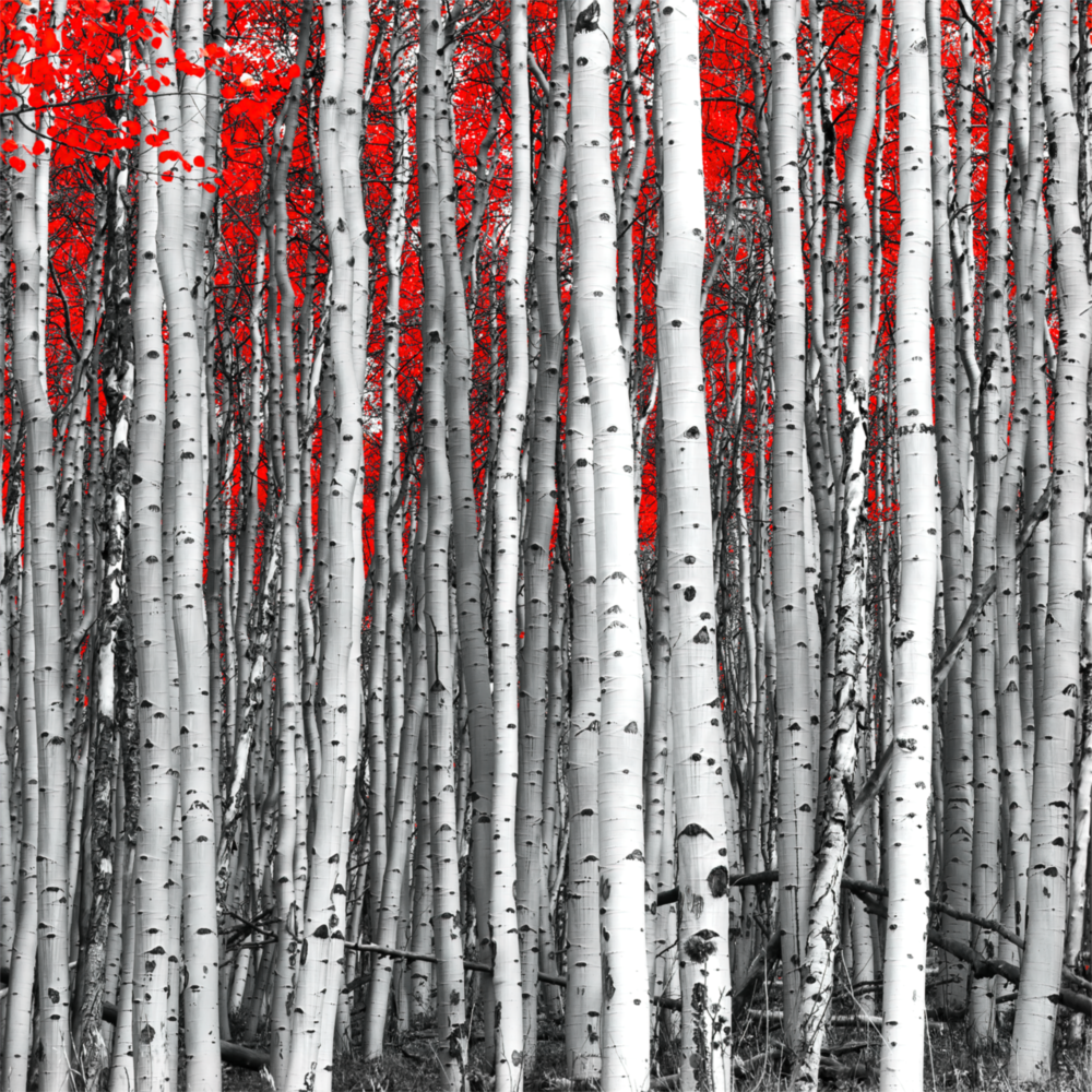 Red Forest Glass Wall Art