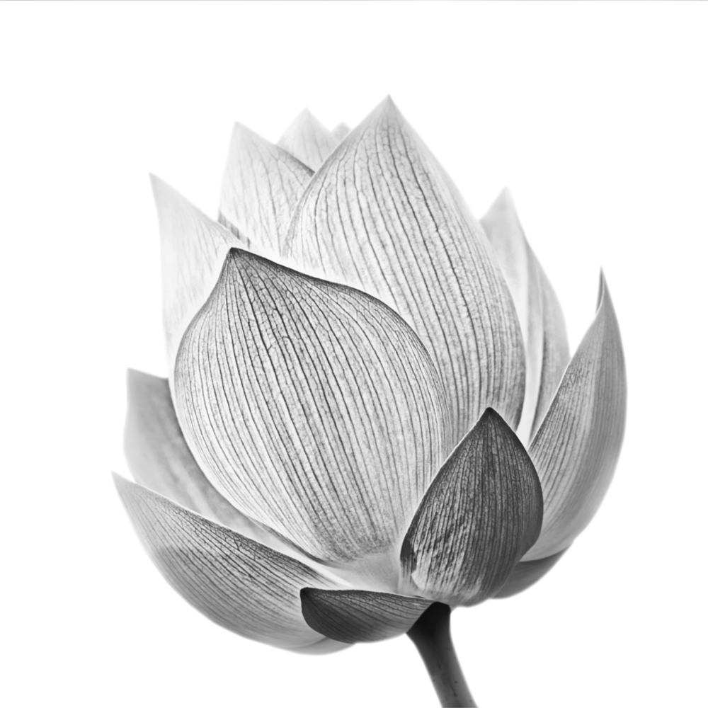 Flower Glass Wall Art