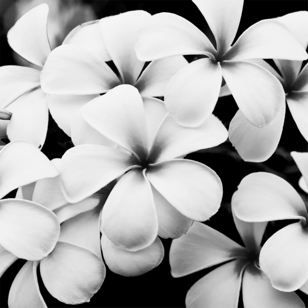 Black and White Flowers Glass Wall Art