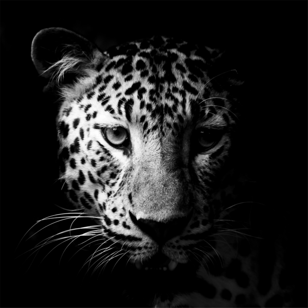 Leopard Glass Wall Art