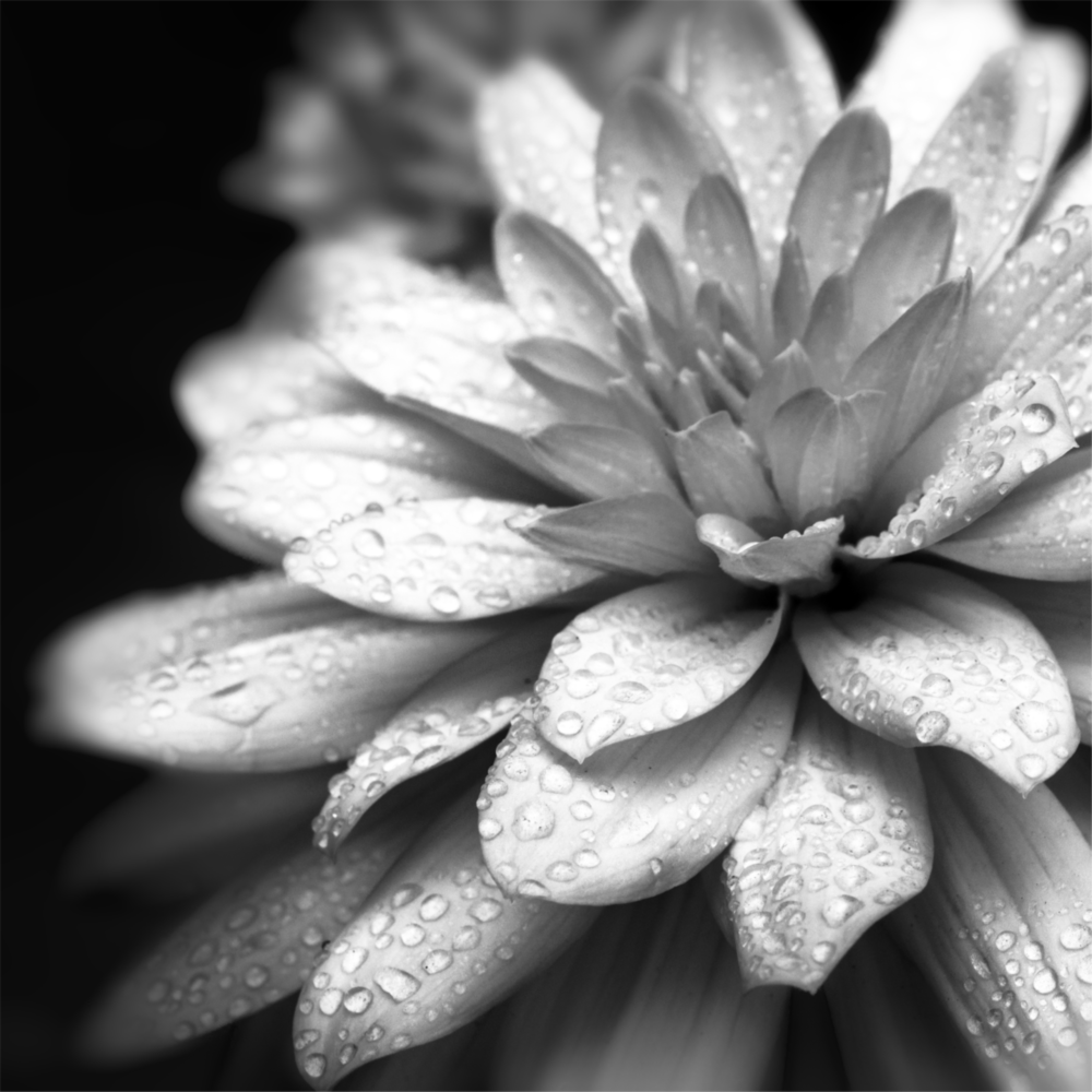 Flower Glass Wall Art