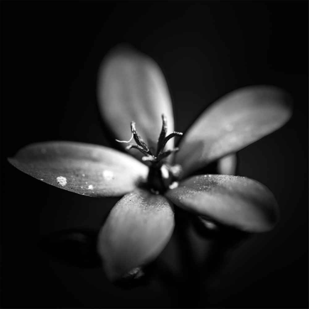 Flower Glass Wall Art