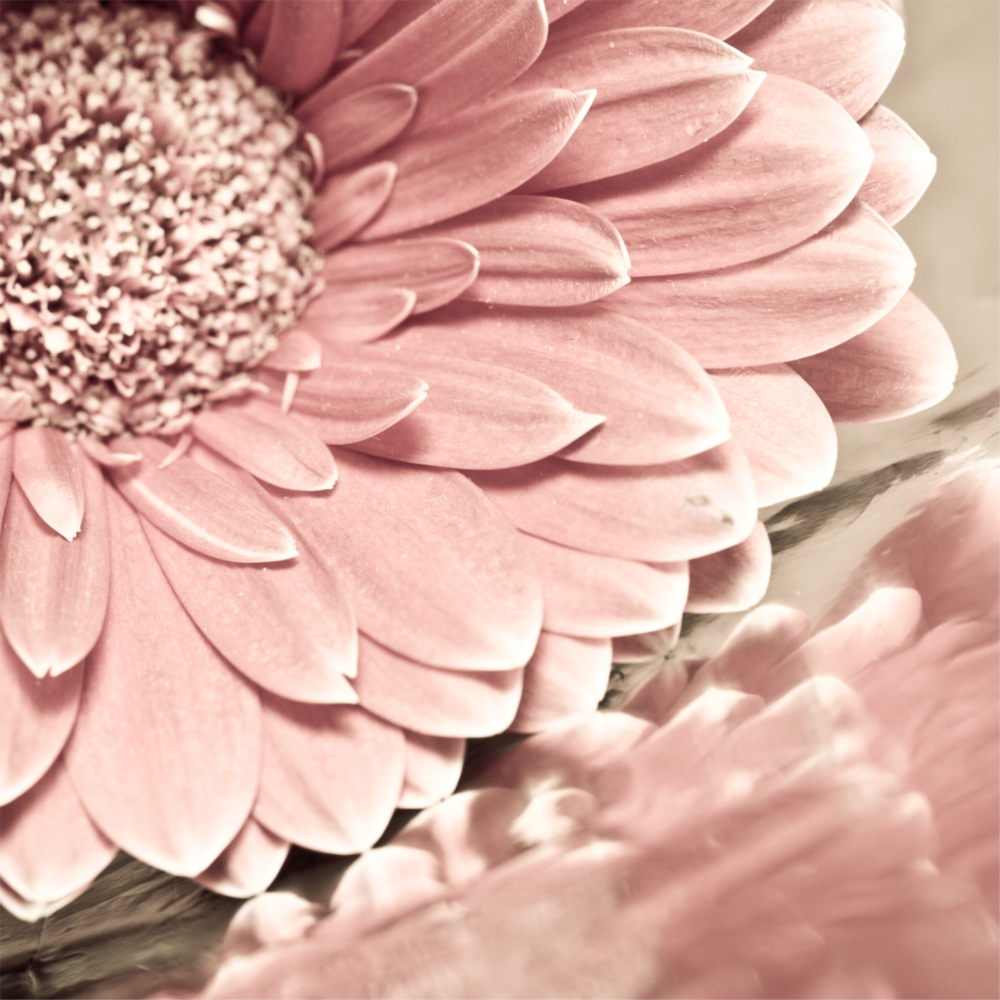 Pink Flower Glass Wall Art
