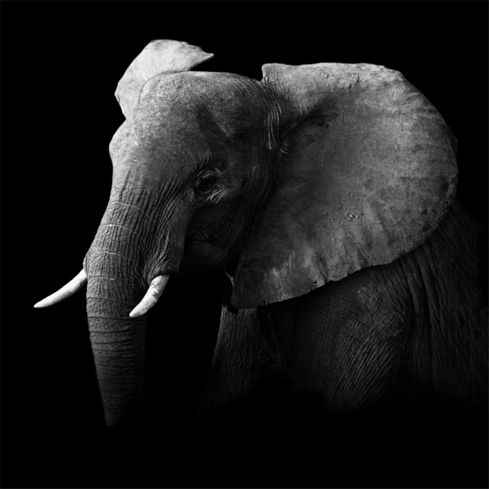 Elephant Glass Wall Art