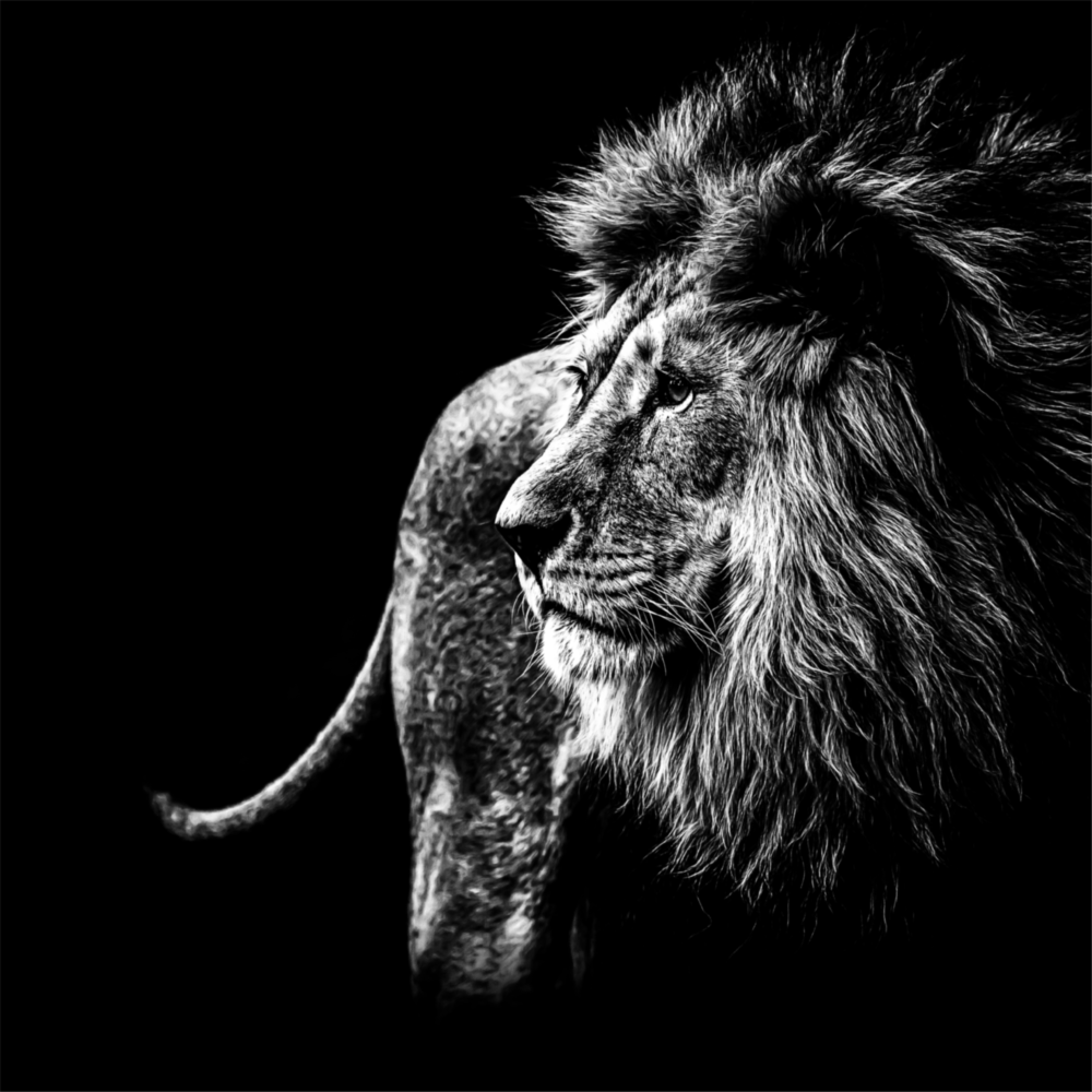 Lion Glass Wall Art