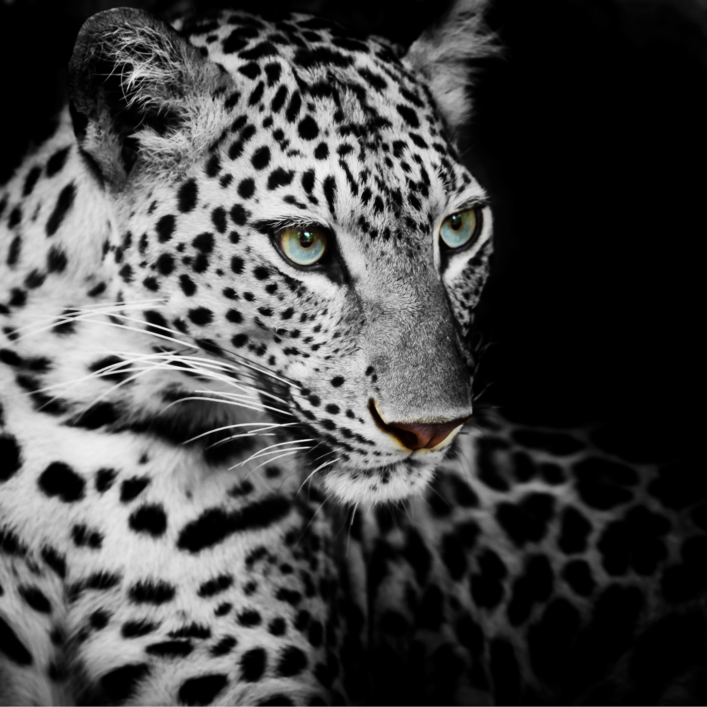 Leopard Glass Wall Art