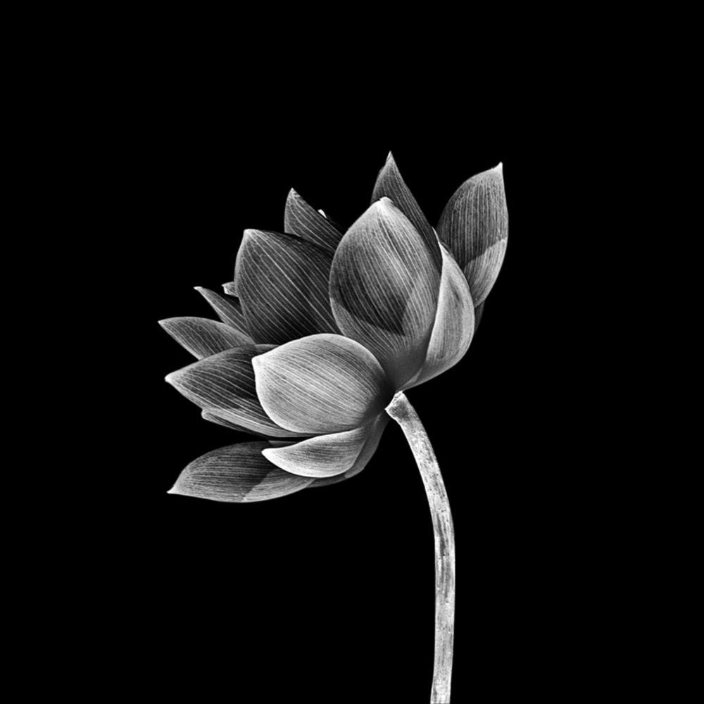 Floral Glass Wall Art