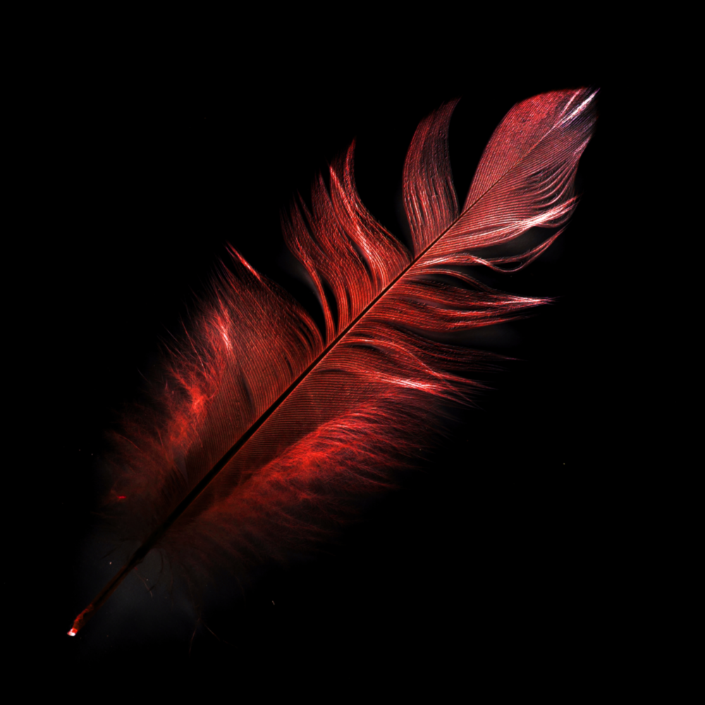 Colored Feather Glass Wall Art