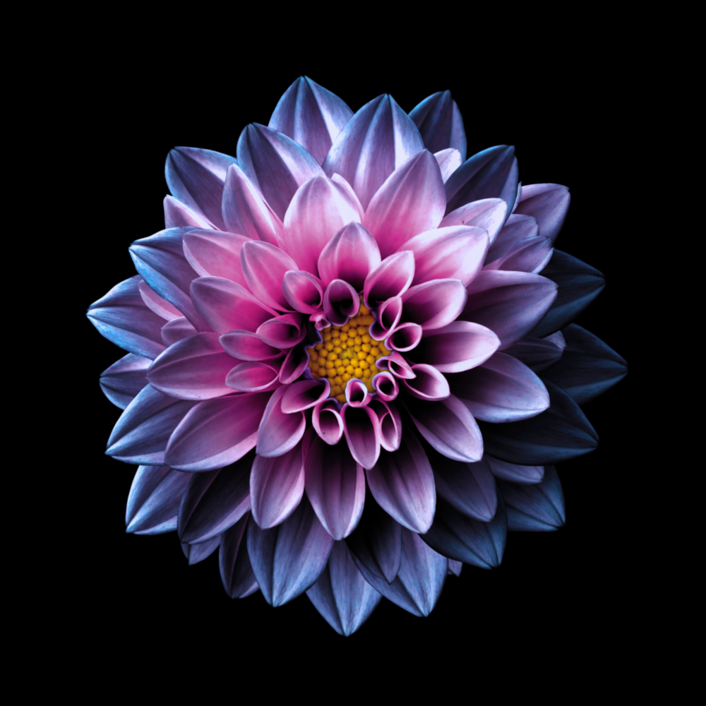 Purple Flower Glass Wall Art