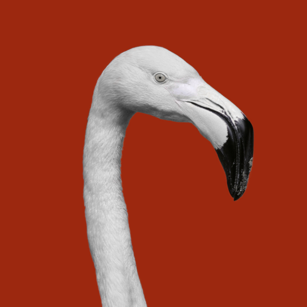 Flamingo Glass Wall Art