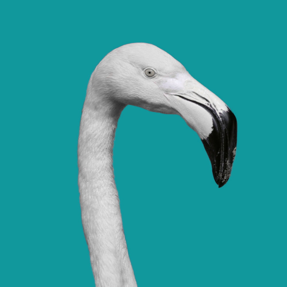 Flamingo Glass Wall Art