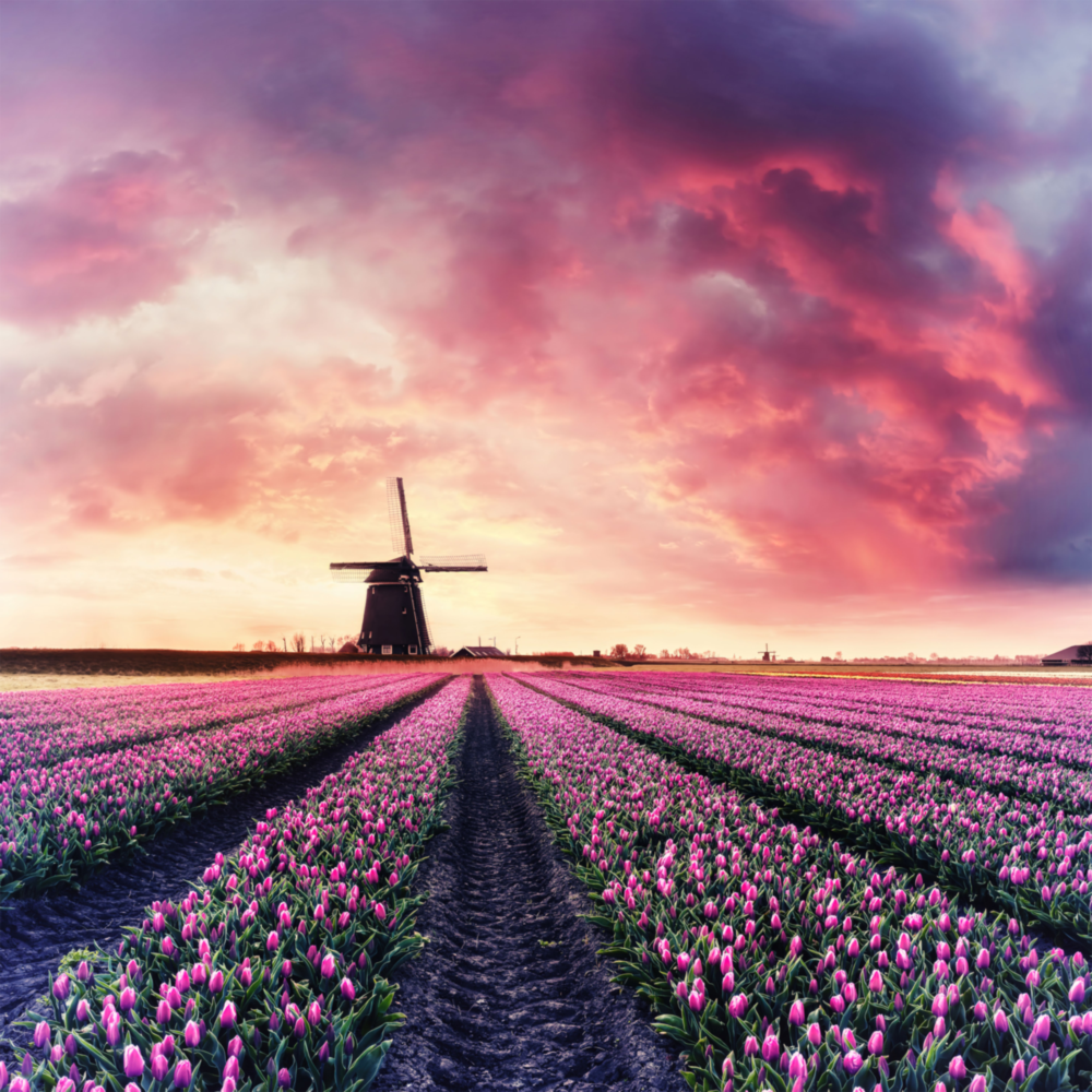 Tulip Field Glass Wall Art