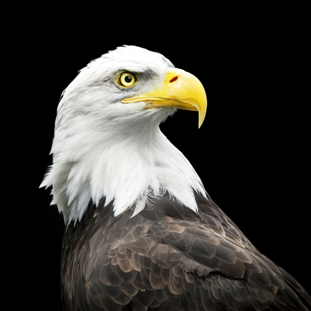 Eagle Glass Wall Art