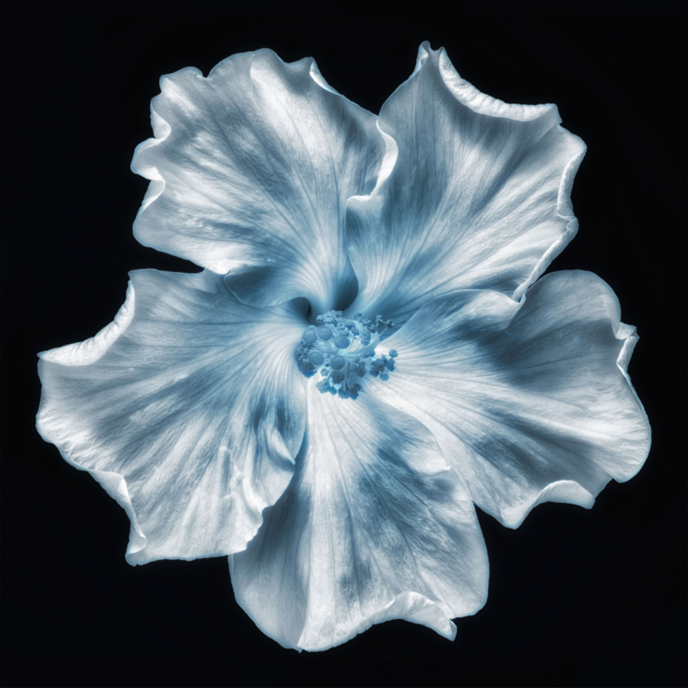 Flower Glass Wall Art