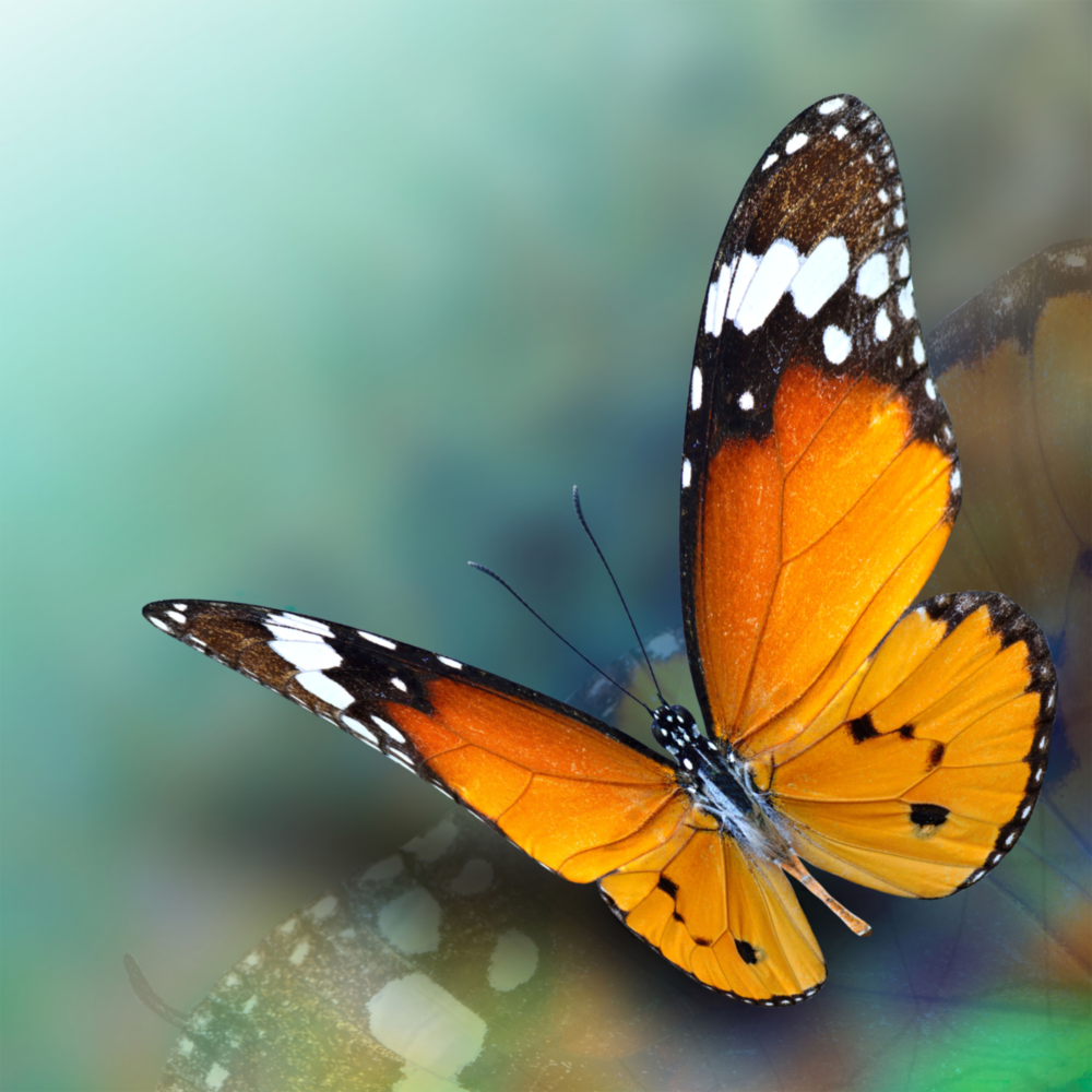 Butterfly Glass Wall Art
