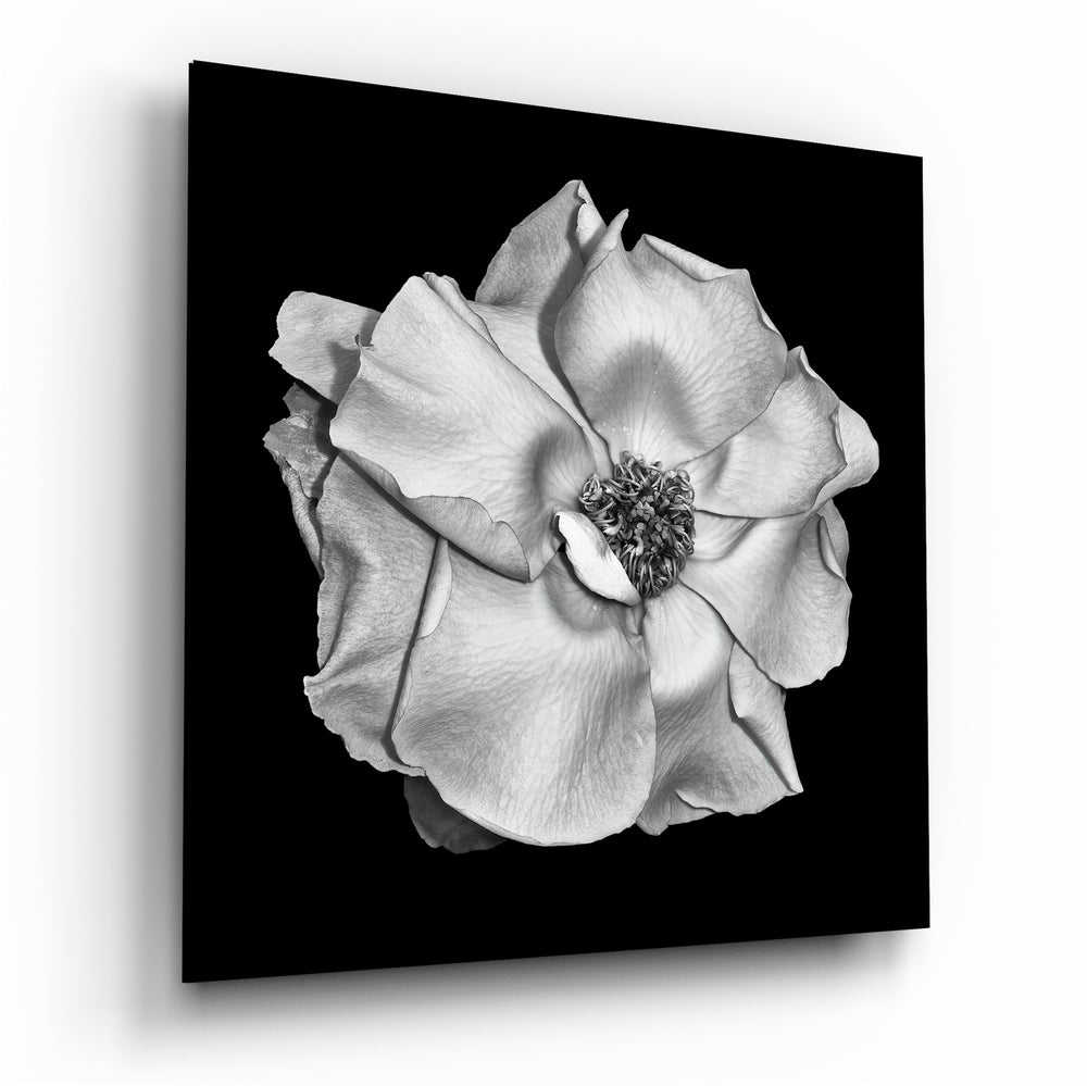 Flower Glass Wall Art | Insigne Art Design.
