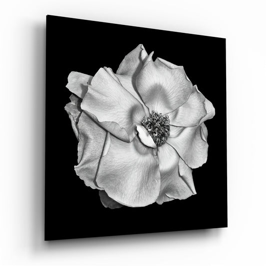 Flower Glass Wall Art | Insigne Art Design.