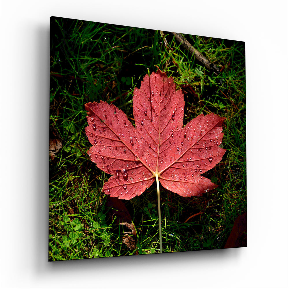 Alone Leaf Glass Wall Art