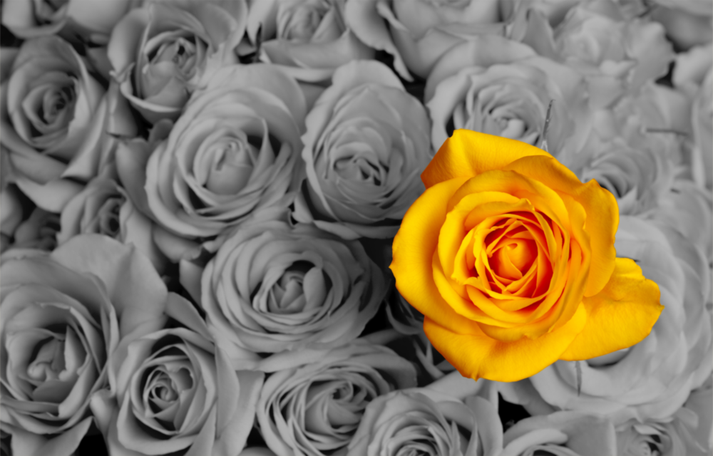 Yellow Rose Glass Wall Art