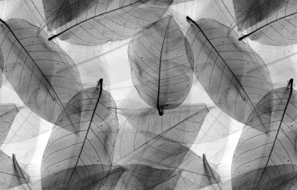Black - White Leaves Glass Wall Art