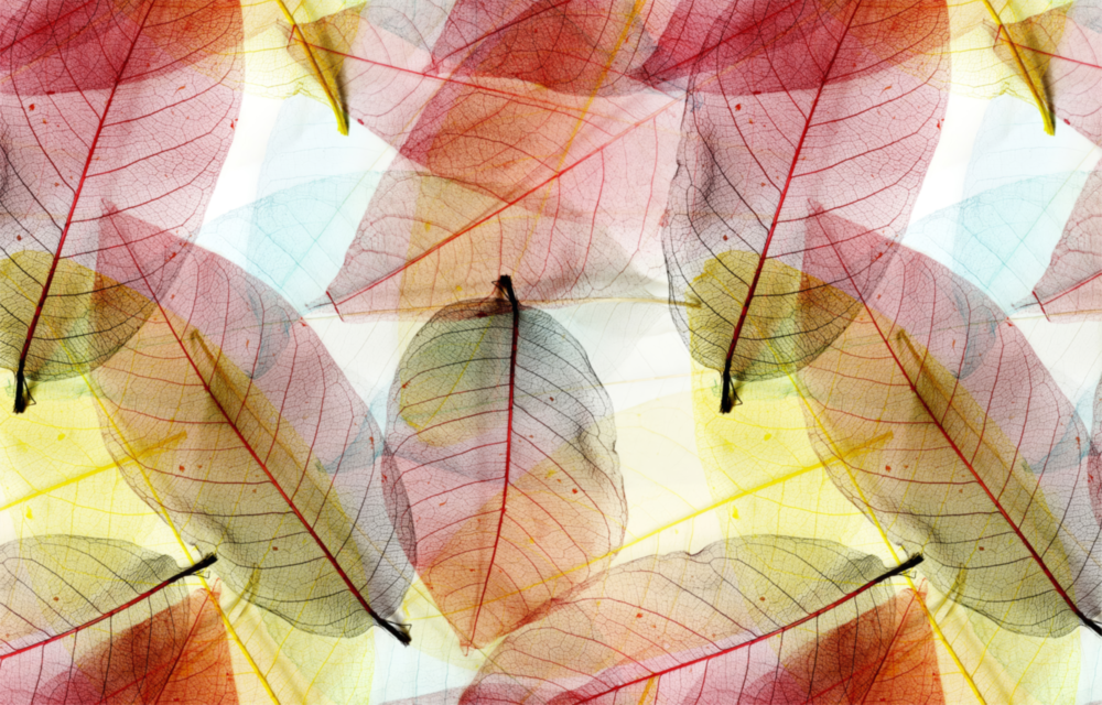 Colorful Leaves Glass Wall Art